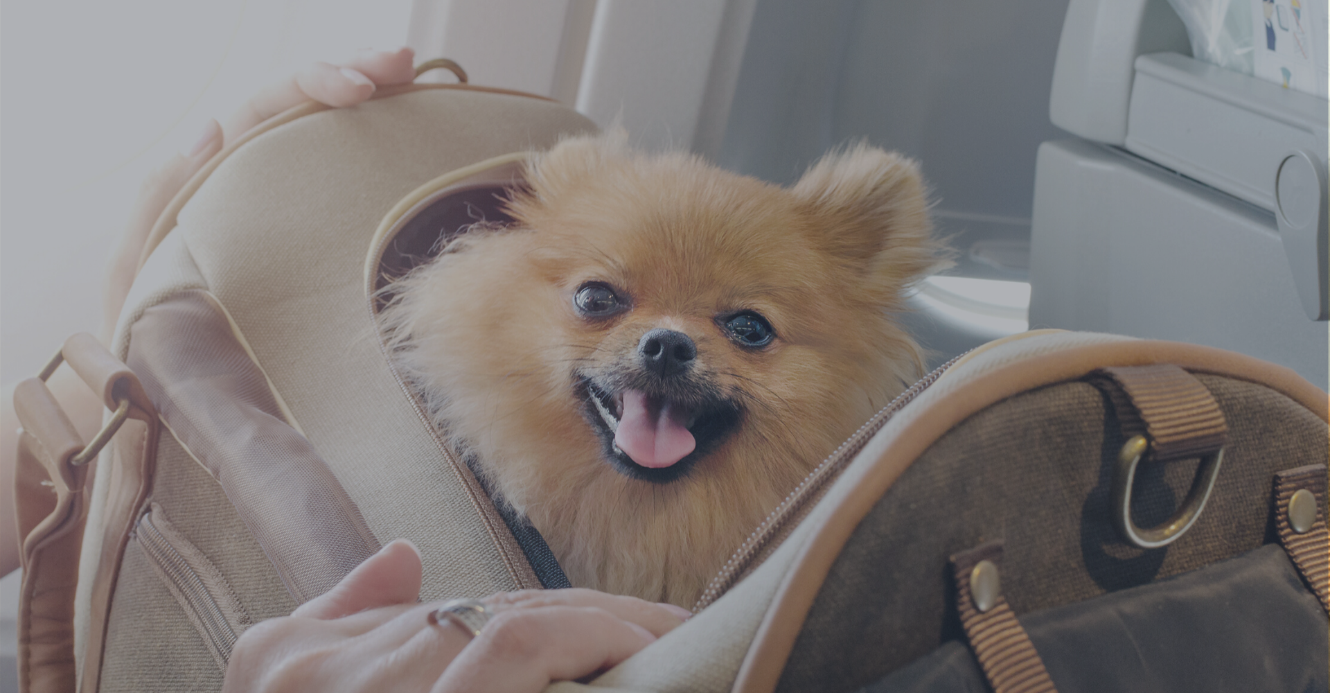 Pets on Board of a private plane